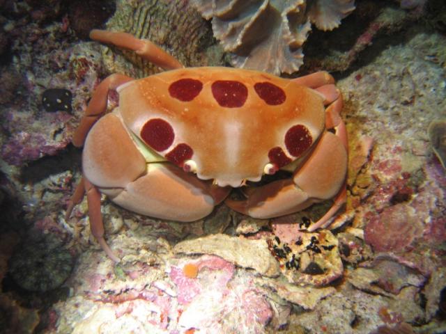 CRAB9
