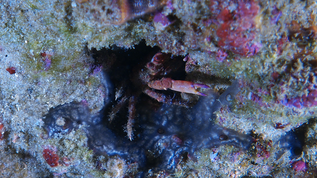 crab_2011_06_21