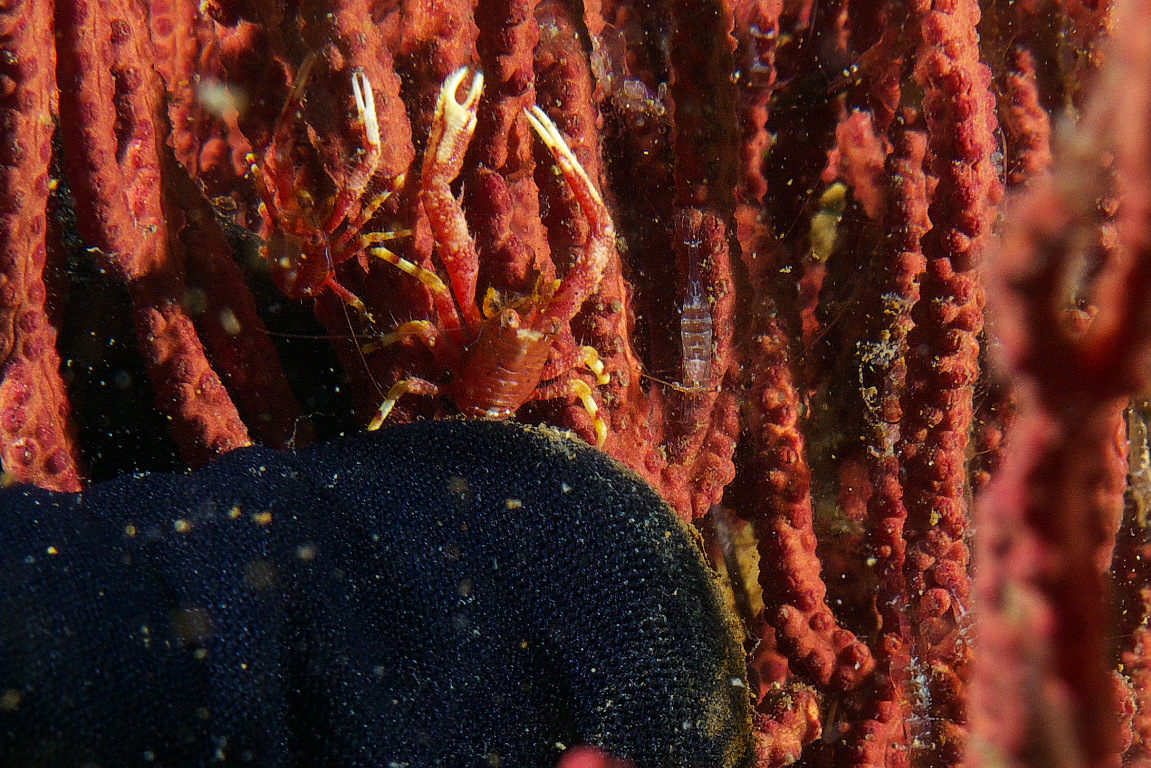 crab_2011_06_40