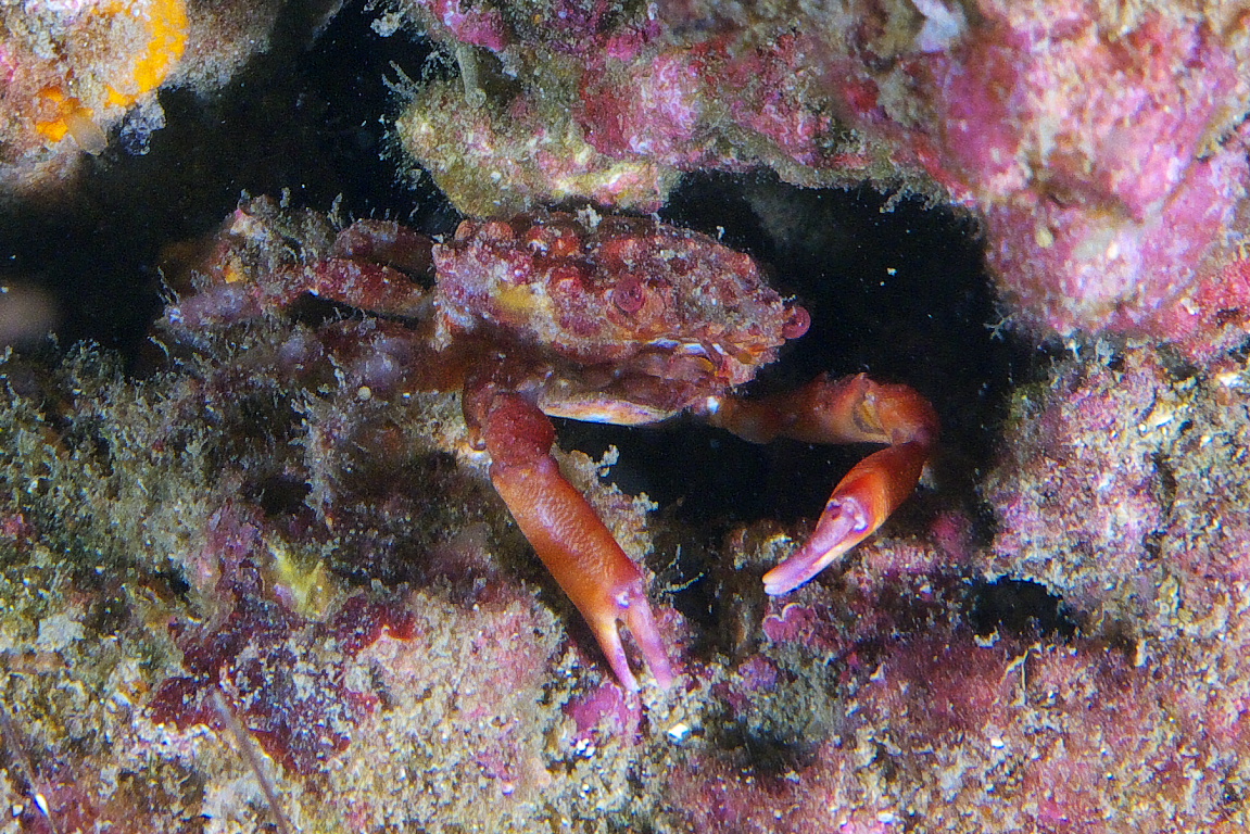 crab_2011_07_31