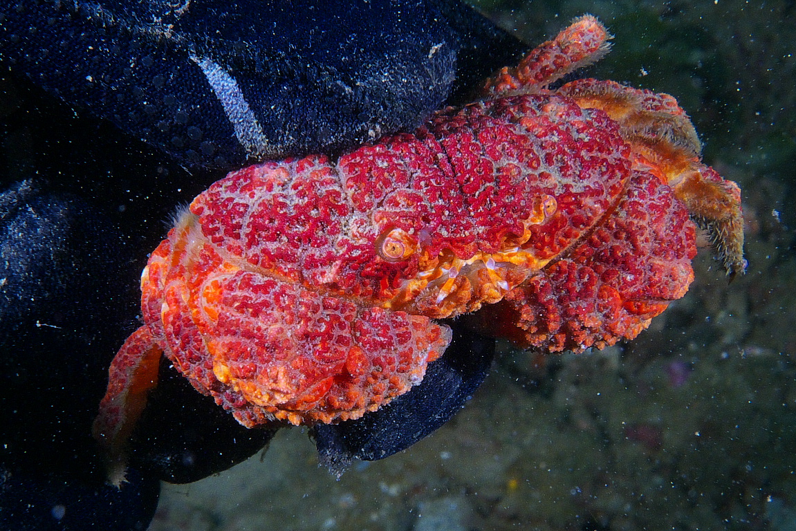crab_2011_07_32