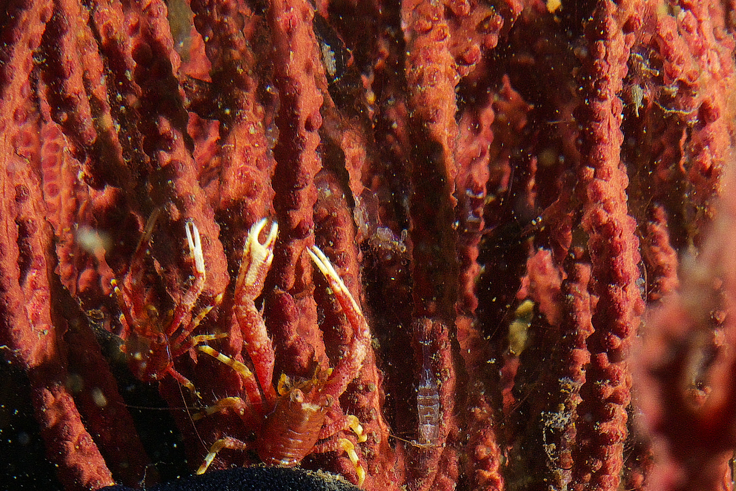 crab_and_shrimp_2011_06_40