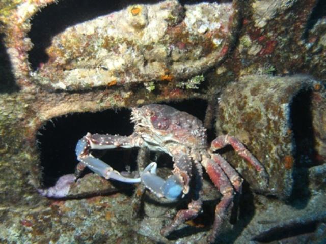 Crab_GC