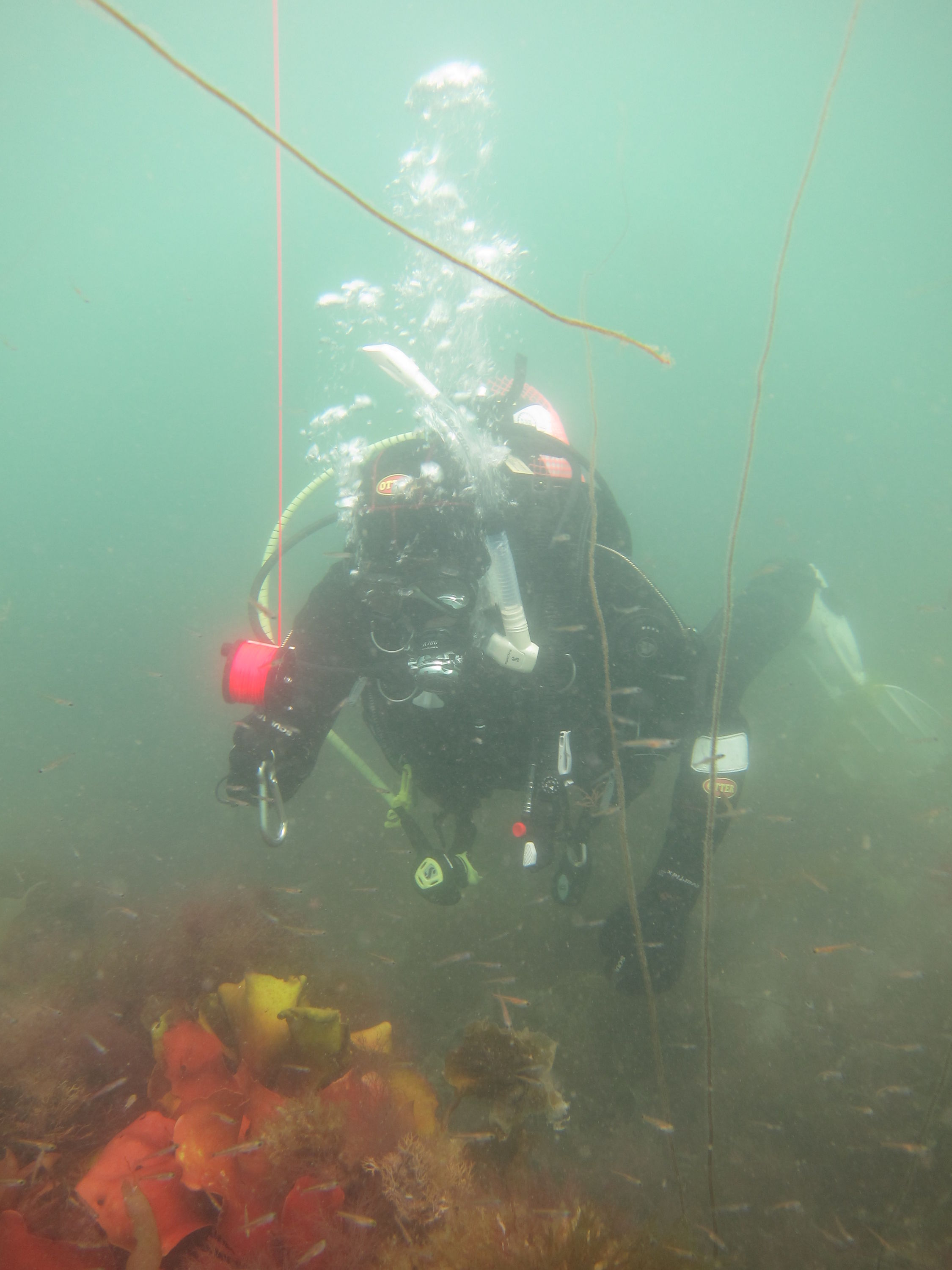 Crab_Row_Port_Erin_036