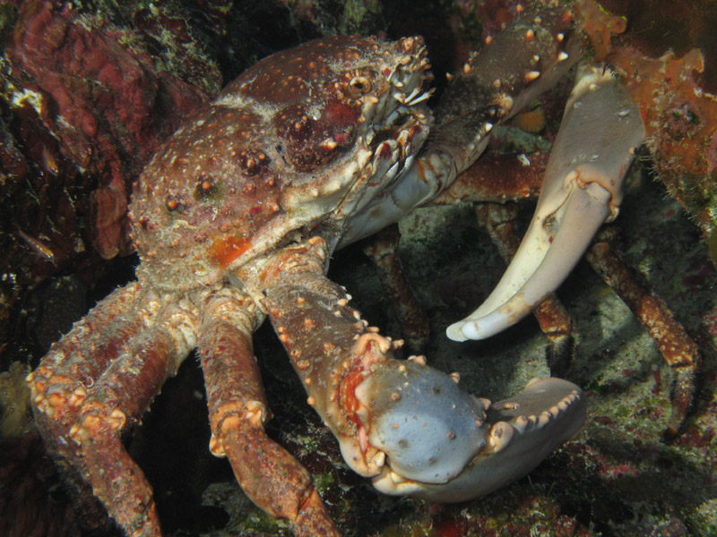 Crab_small_Copyright_Greg_Avila_2007