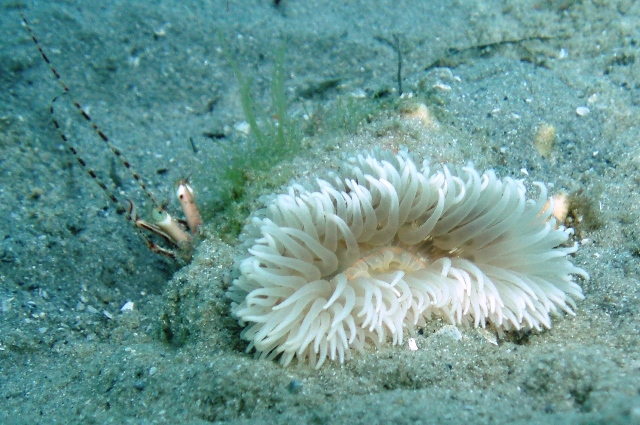 Crab_w_Hitchhiking_Anemone_ll