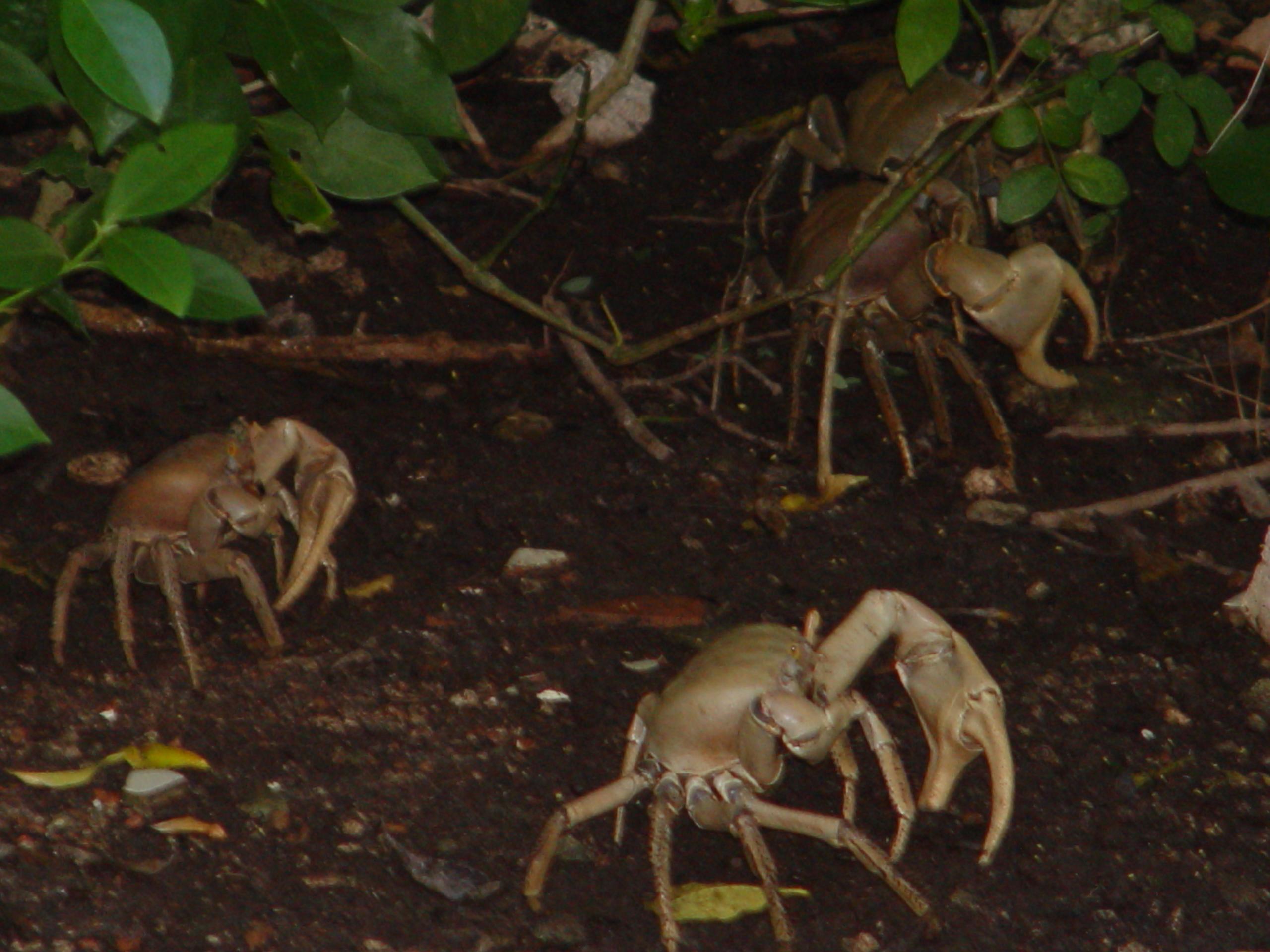 Crabs of Cozumel