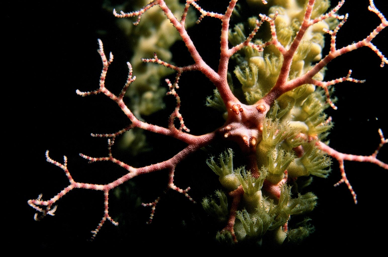 Crappy little basket star