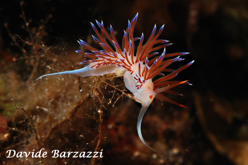 Cratena - Nudibranch