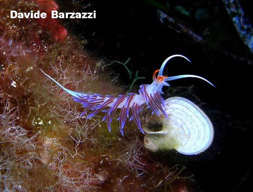 Cratena - Nudibranch