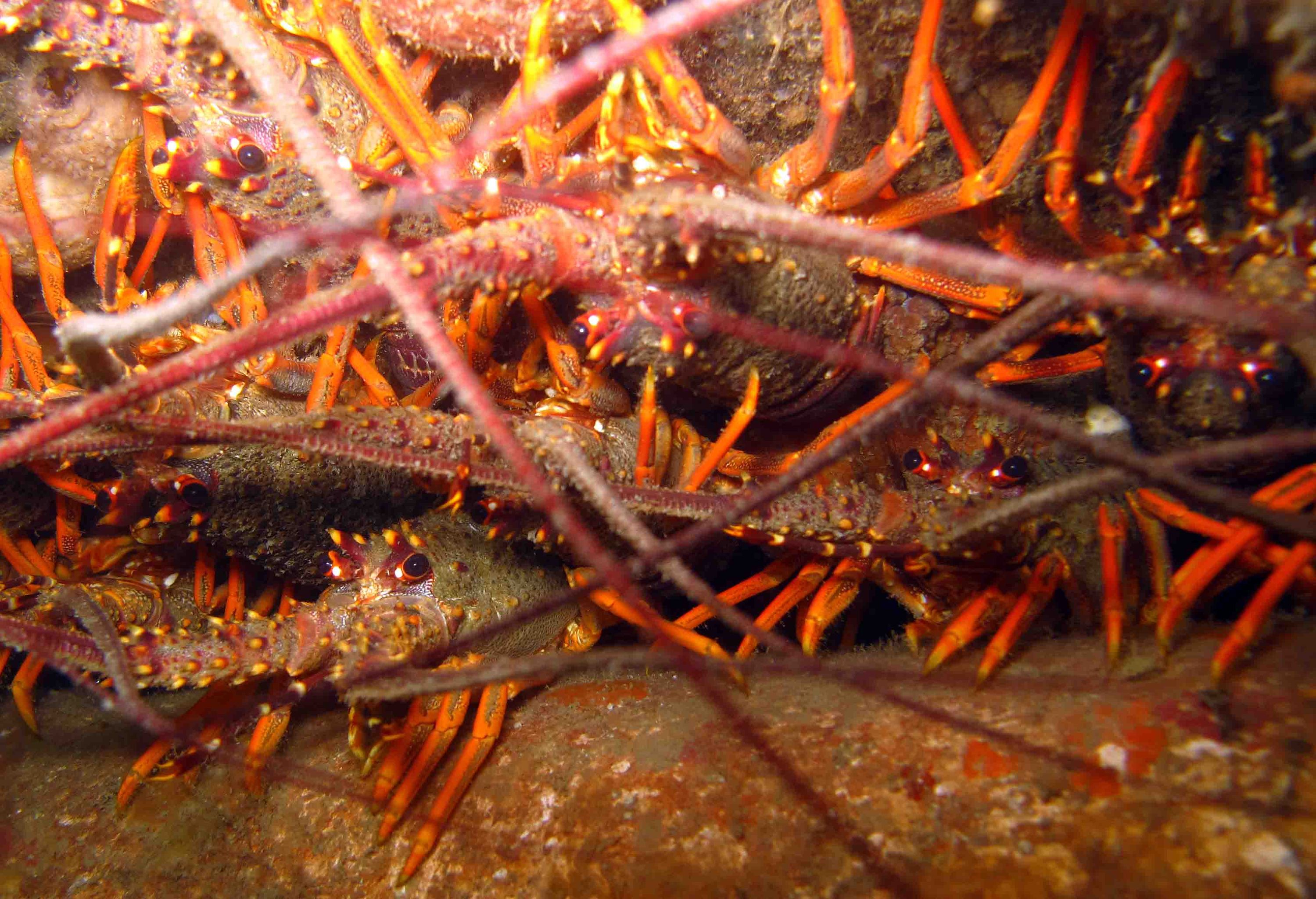 Cray Nest, Welington Harbour