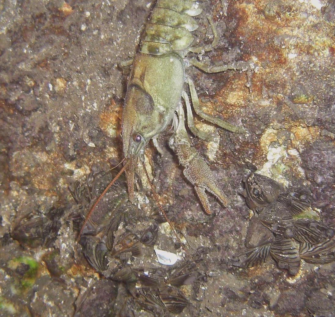 Crayfish at  night