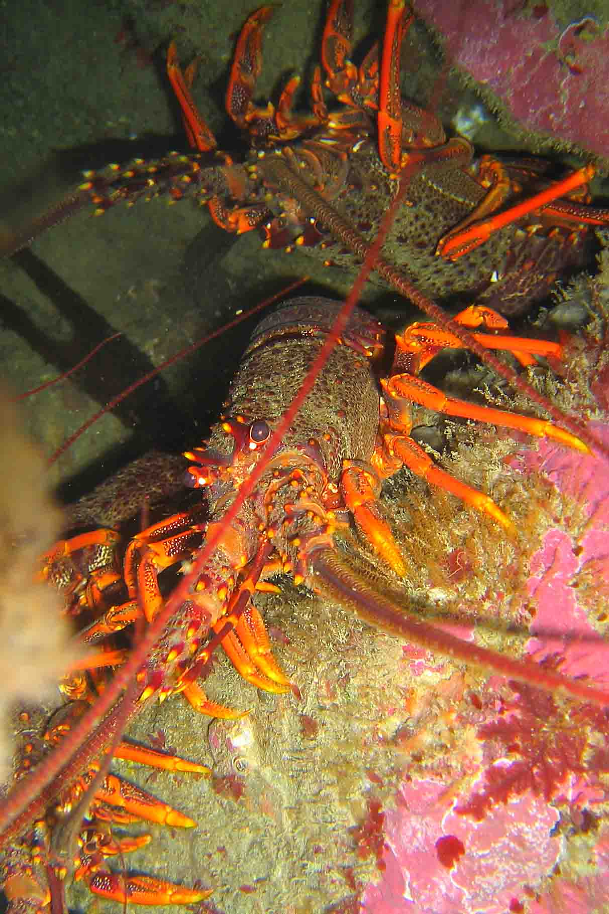 crayfish Breaker Bay Wgtn