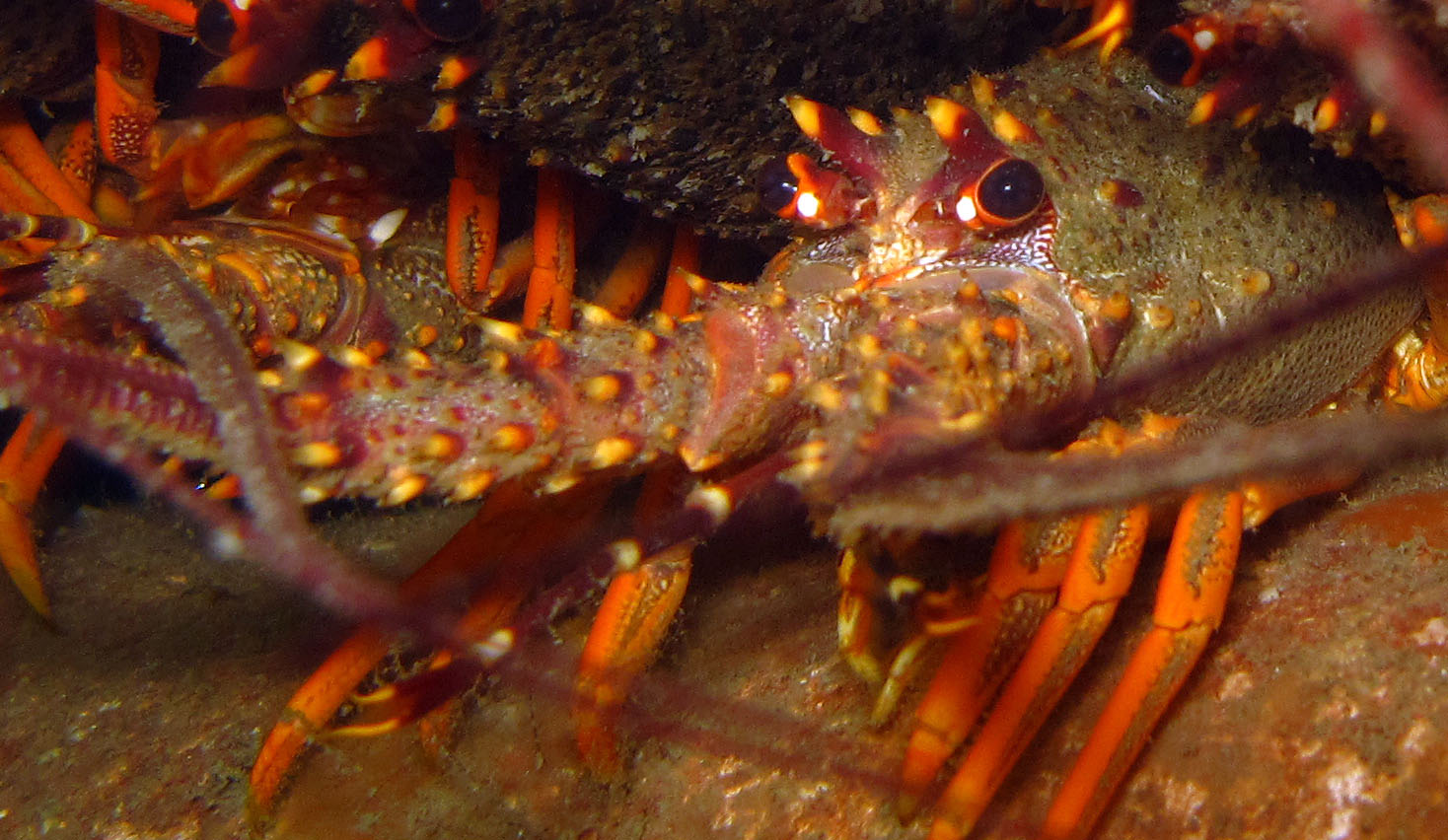 Crayfish close up