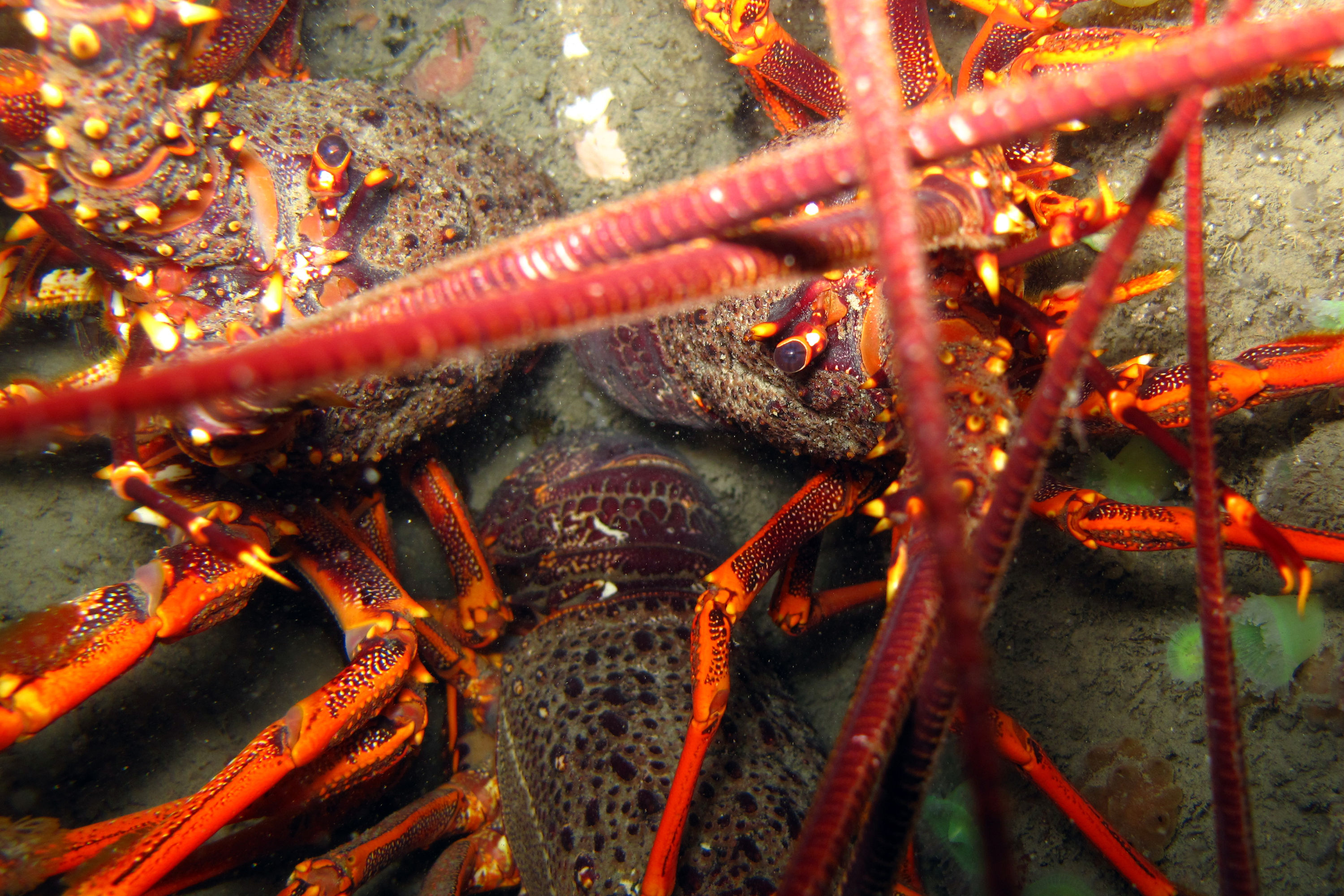 Crayfish close up