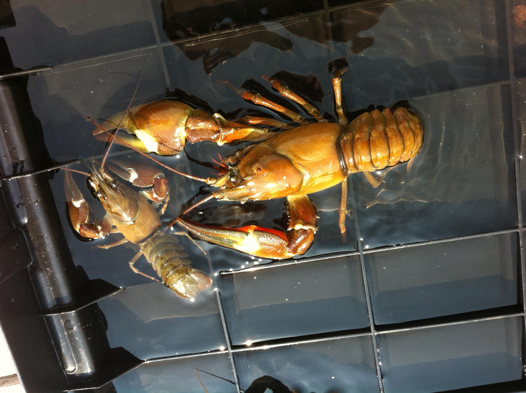 Crayfish in Lake Coeur d'Alene in Idaho