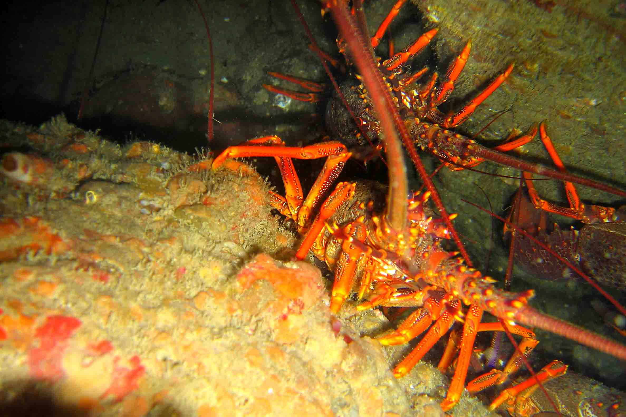 Crayfish Nest Breaker Bay Wgtn