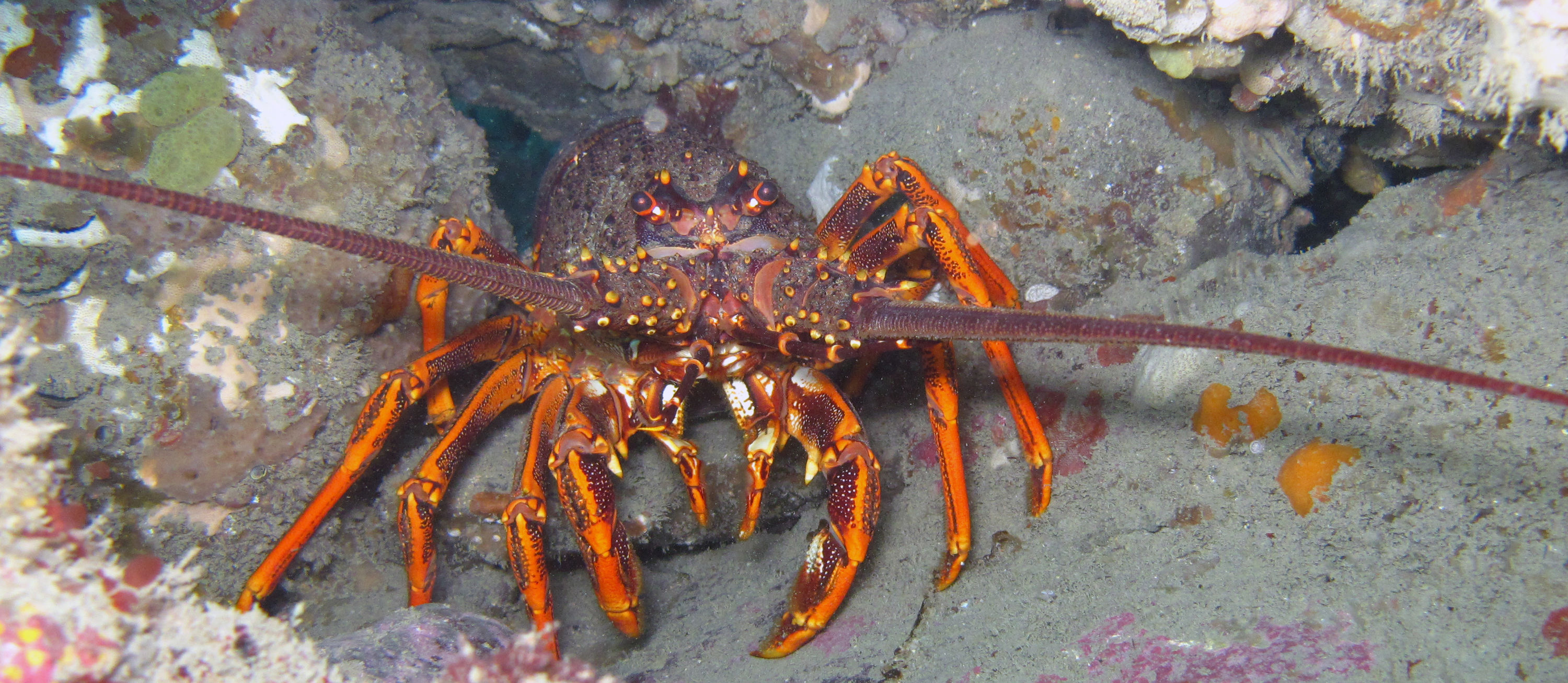 Crayfish Owhiro Bay