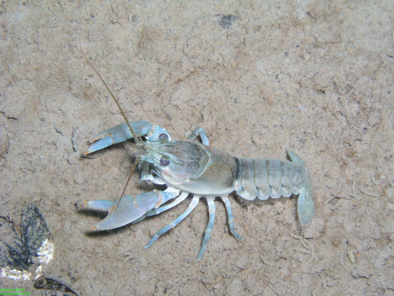 Crayfish