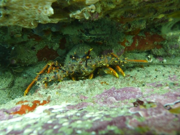 Crayfish