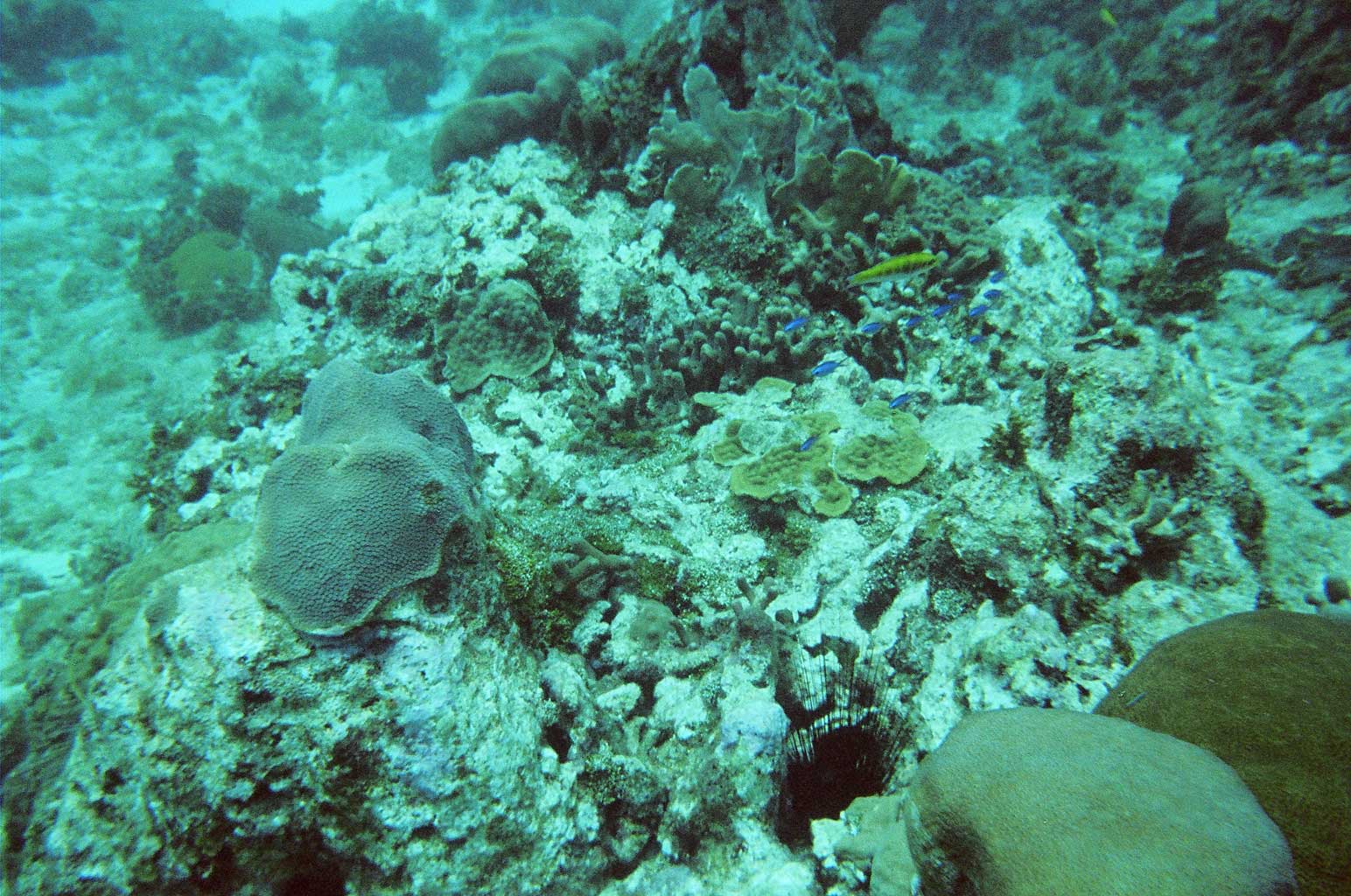 Creole Wrasse and others