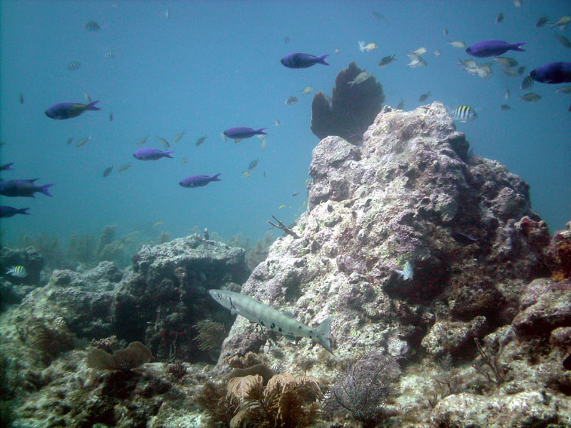 Creole Wrasse - Barracuda