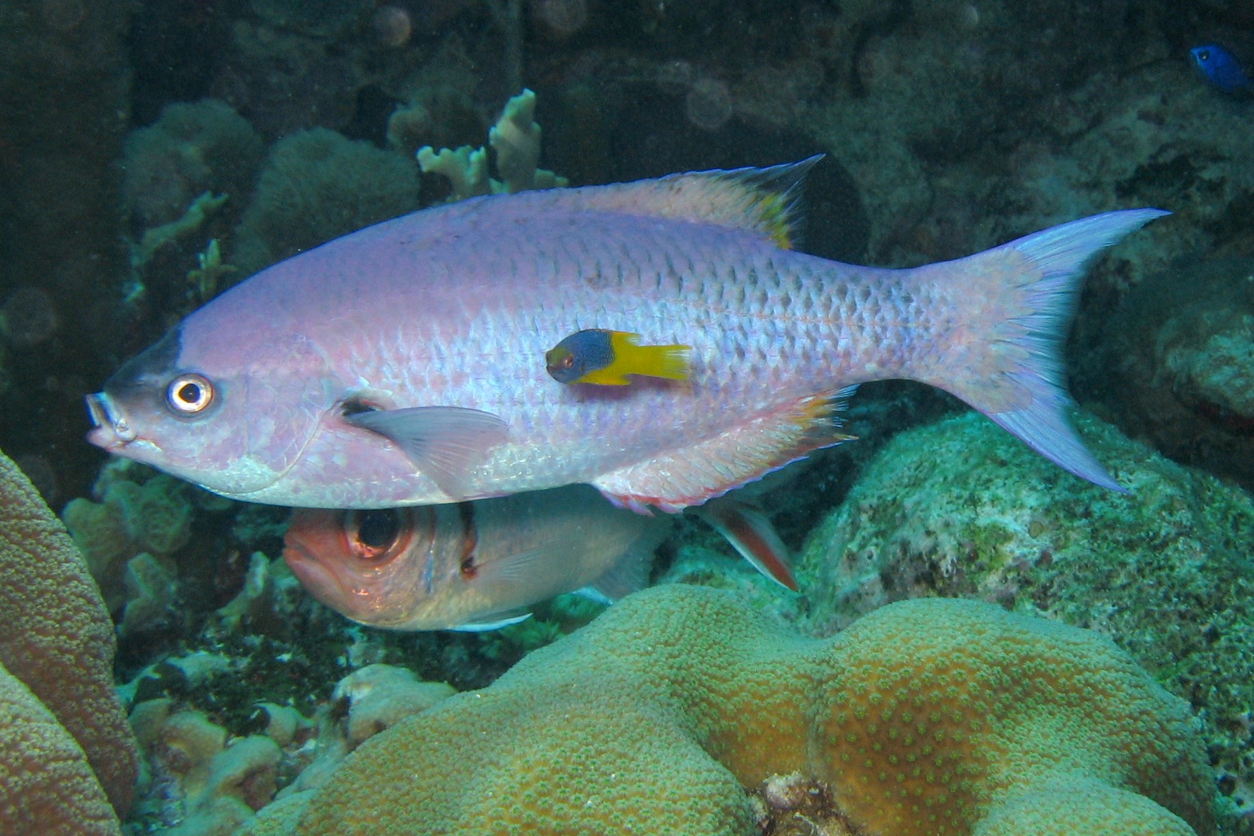 Creole Wrasse