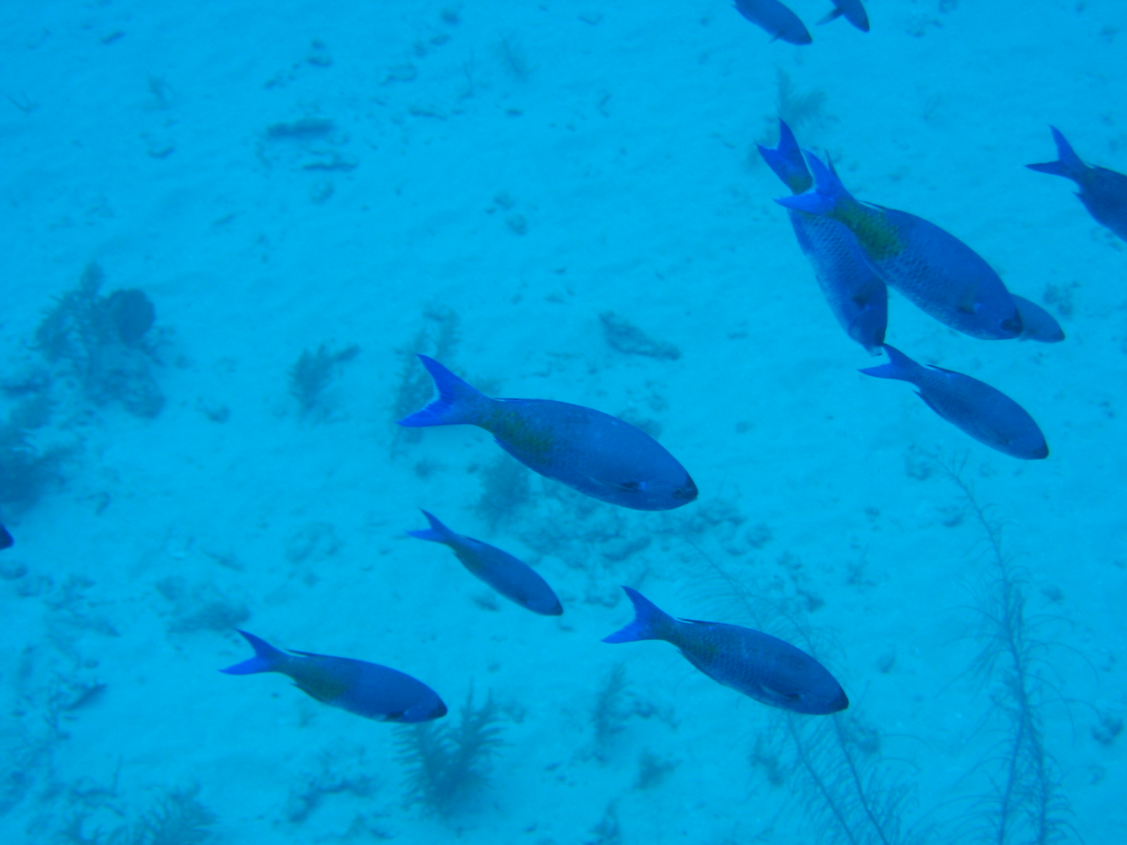 Creole wrasses