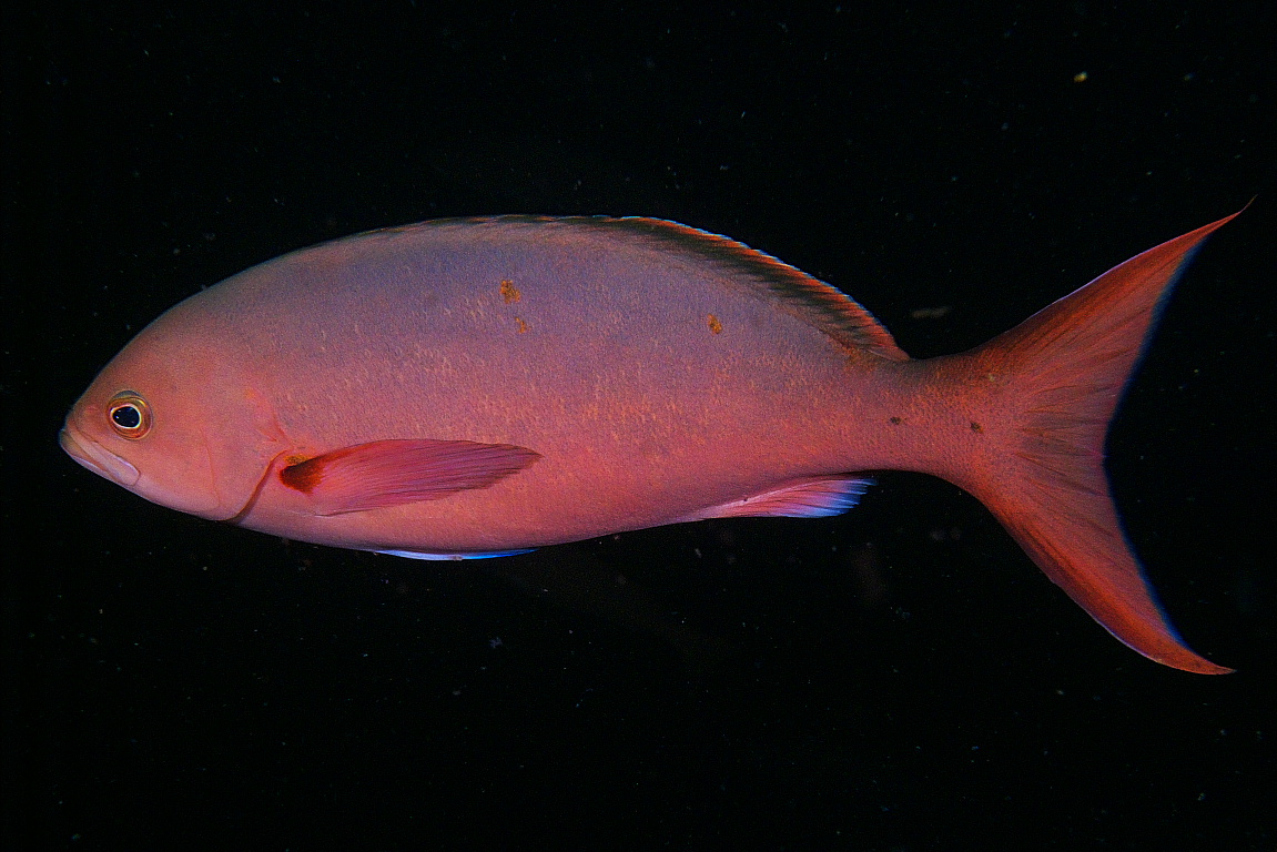 creolefish_2011_07_01