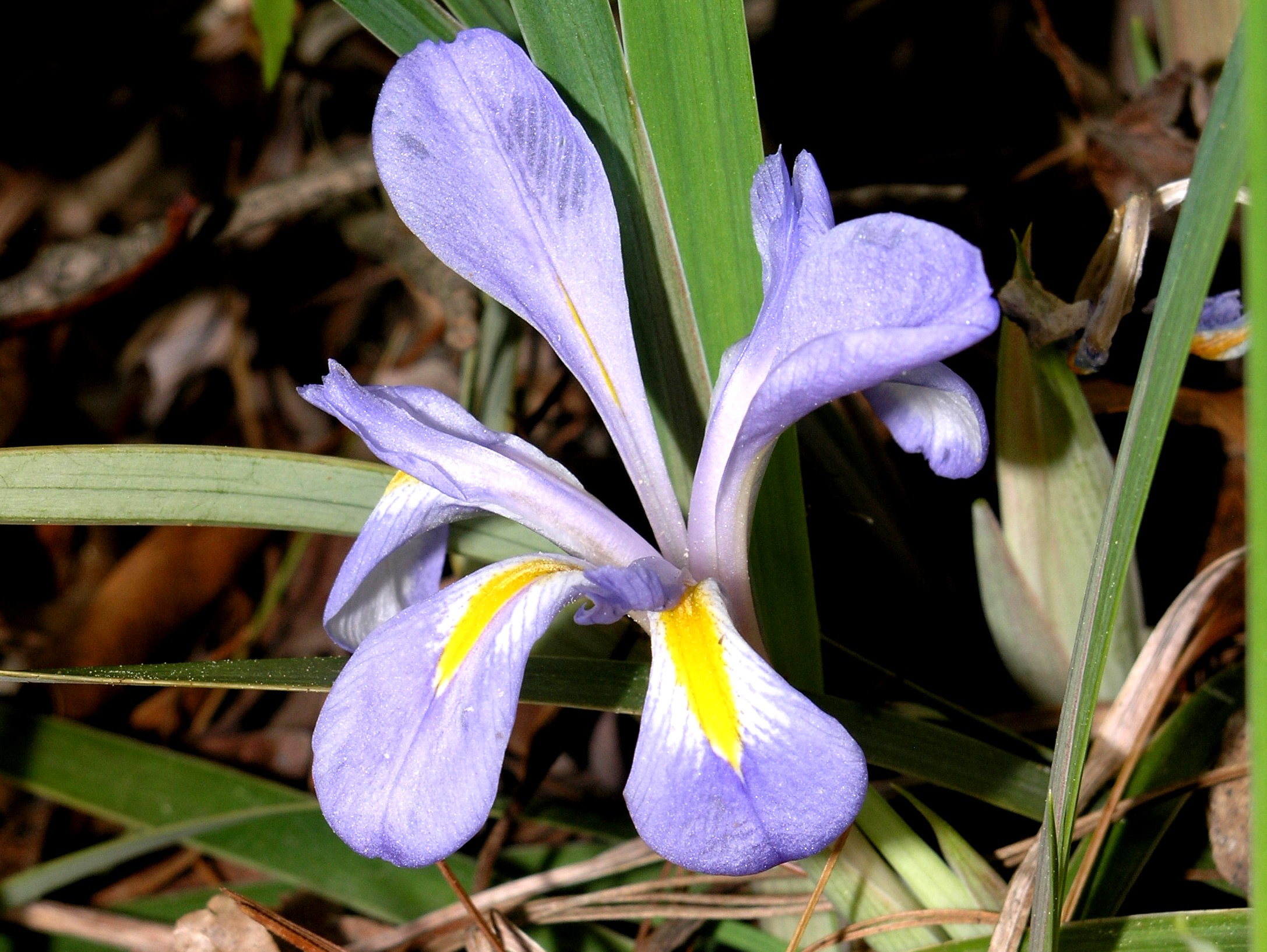 Crested Iris