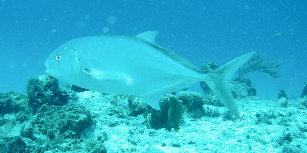 Crevalle Jack