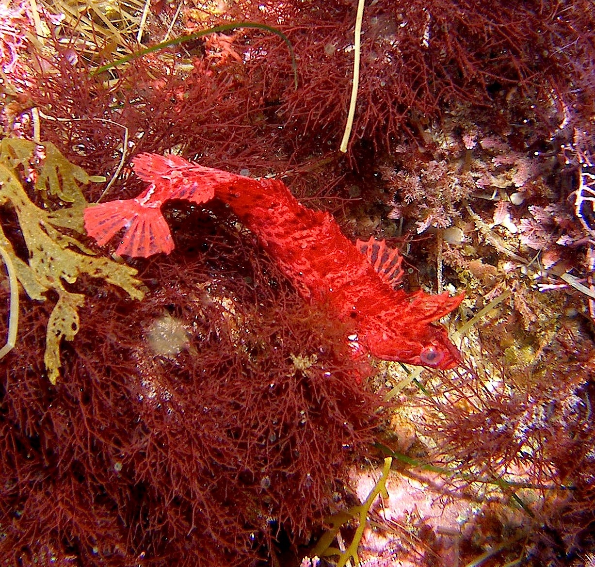 Crevice_Kelpfish_CROP