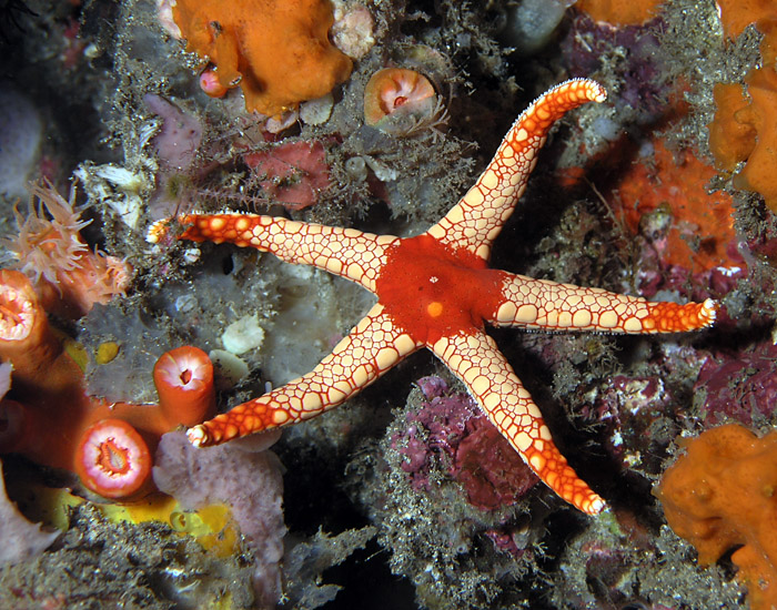 Crimson starfish