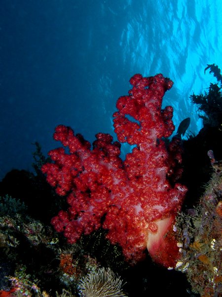 Crimson Tree Coral