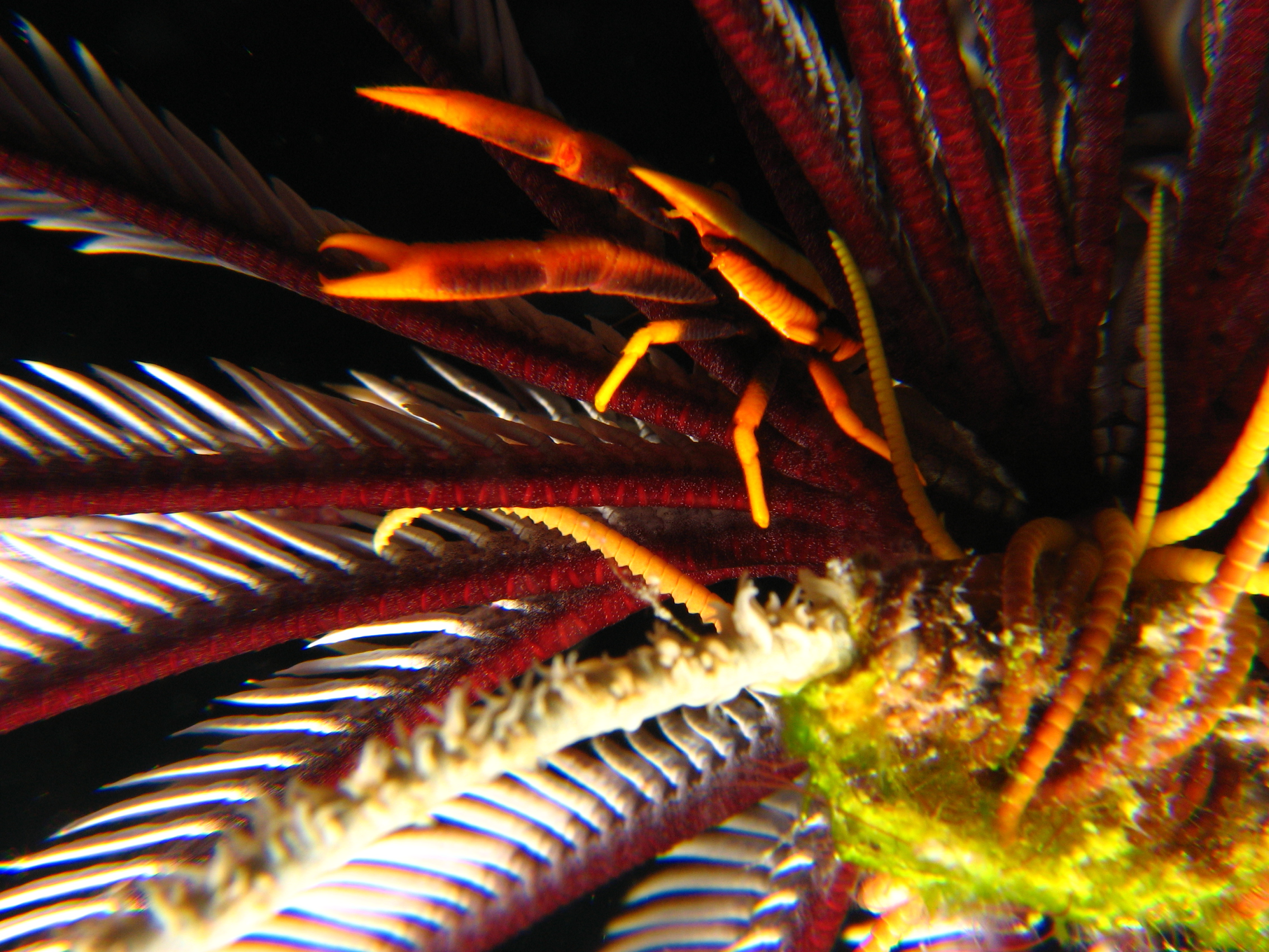 Criniod Squat Lobster