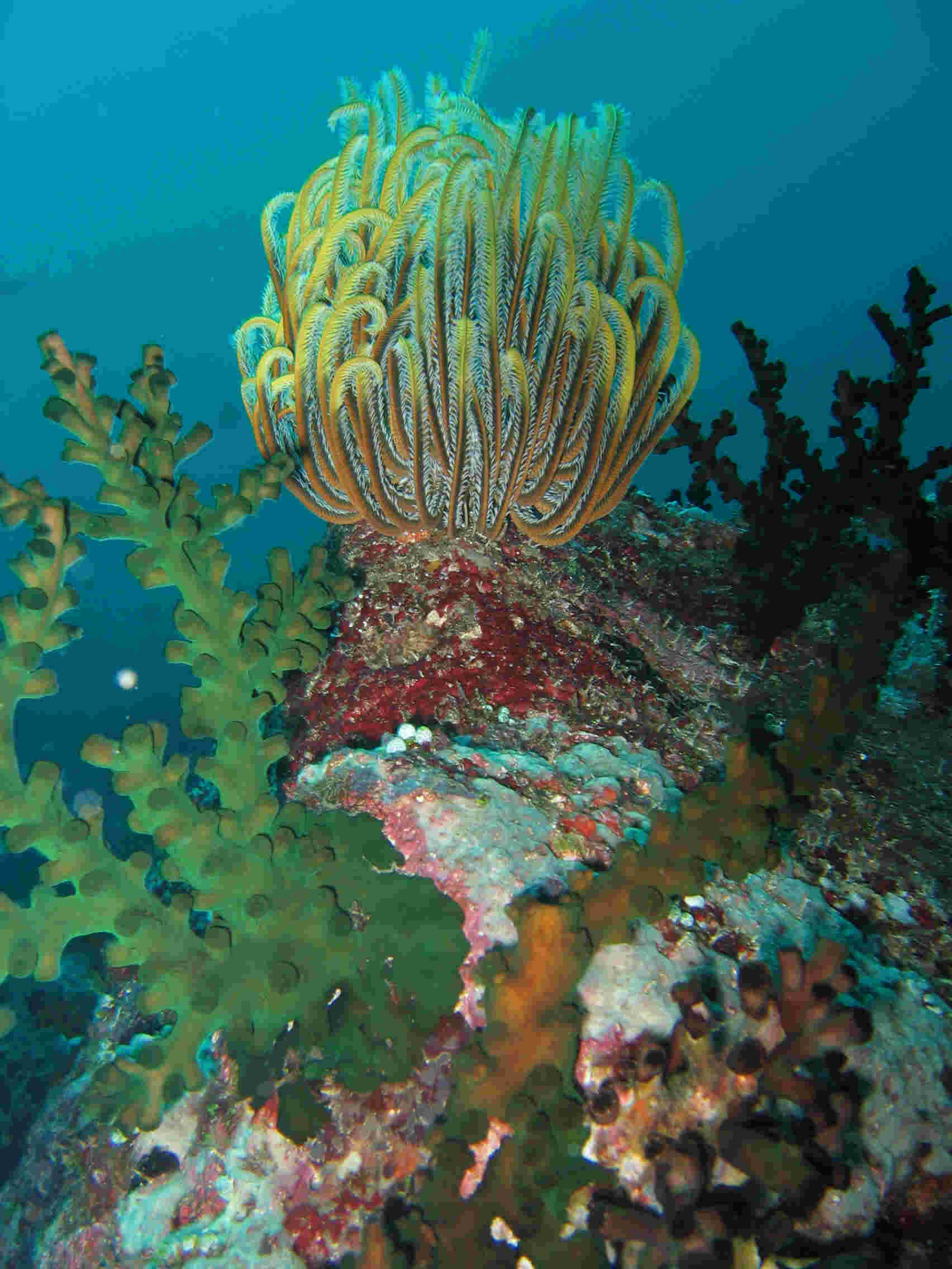 Crinoid and Greentree Coral