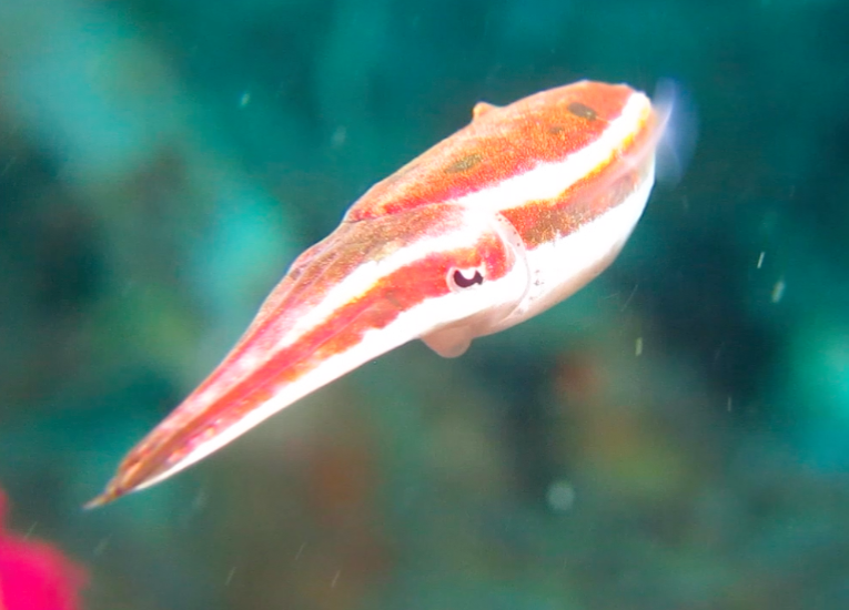 Crinoid cuttlefish