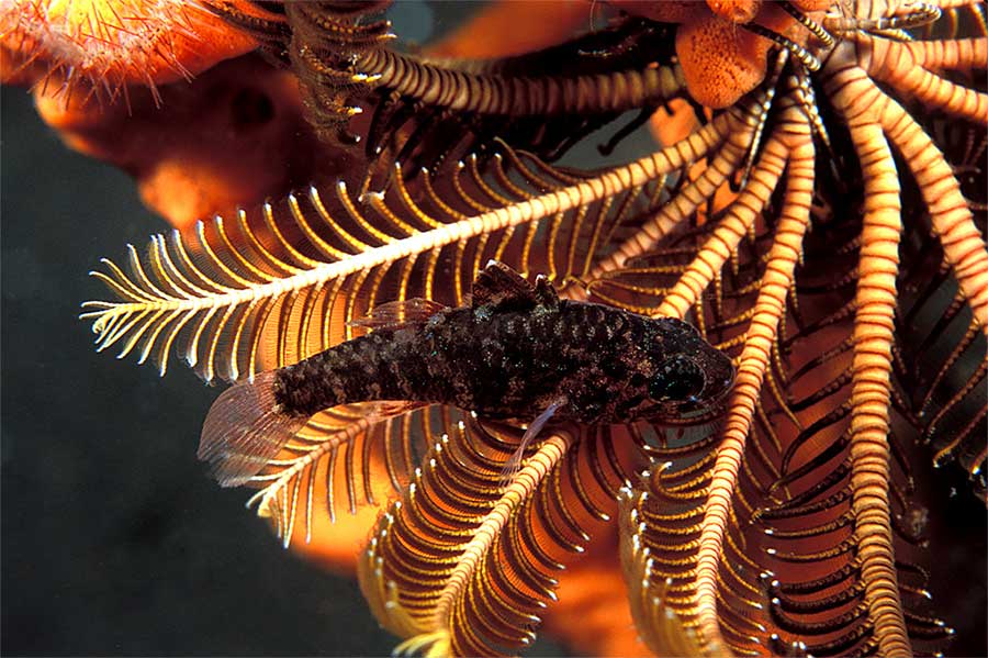 Crinoid fish hanging out