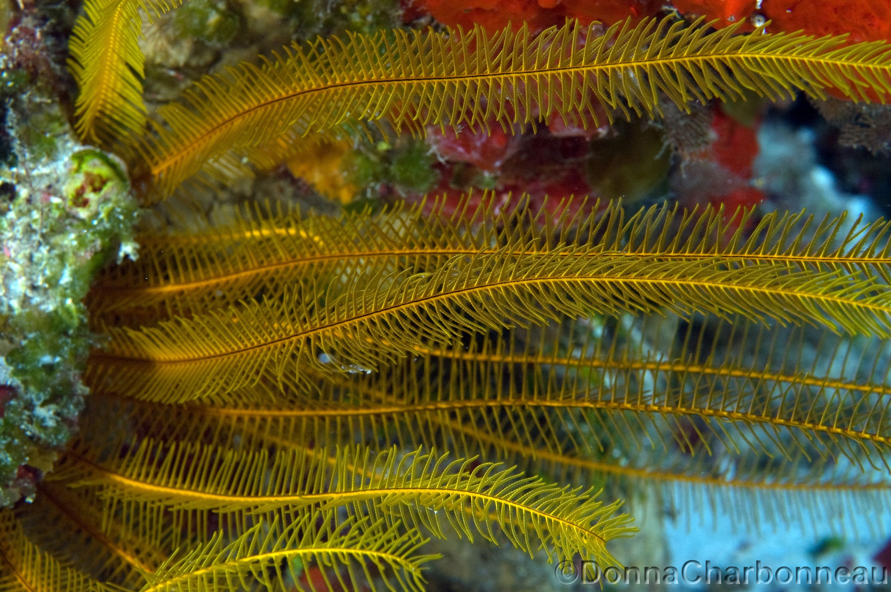 Crinoid in the Current