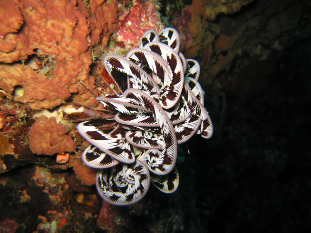 Crinoid on Coral