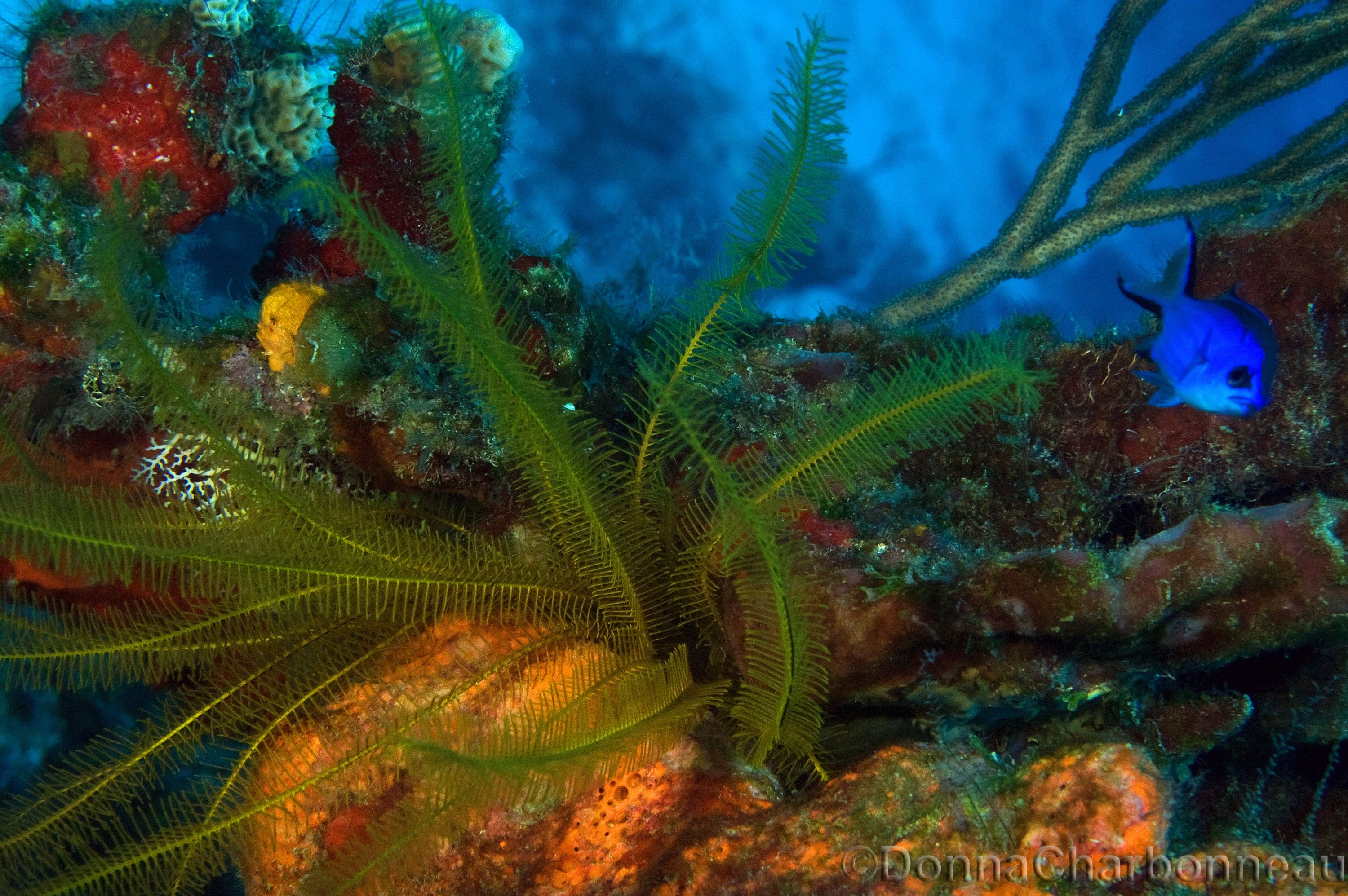 Crinoid/Seafan/Sponge/Damsel Fish