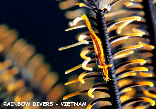 Crinoid shrimp in Nha Trang, Vietnam, Rainbow Divers, professional underwat