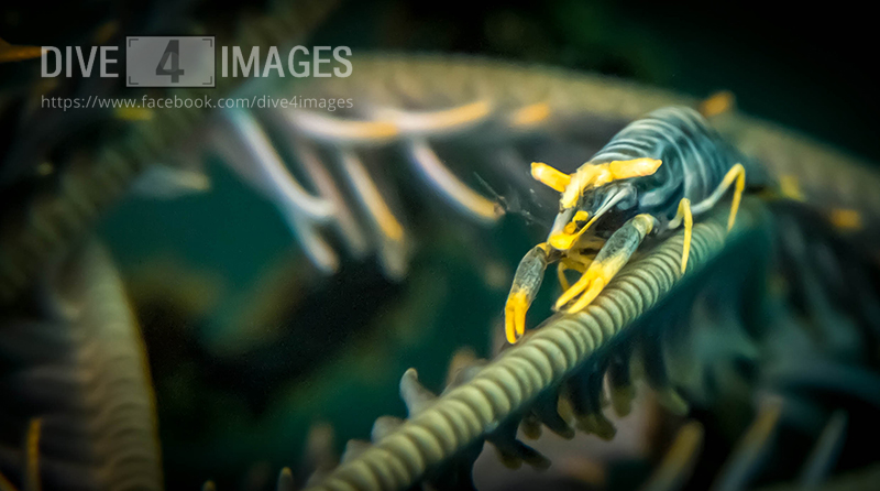 Crinoid Shrimp