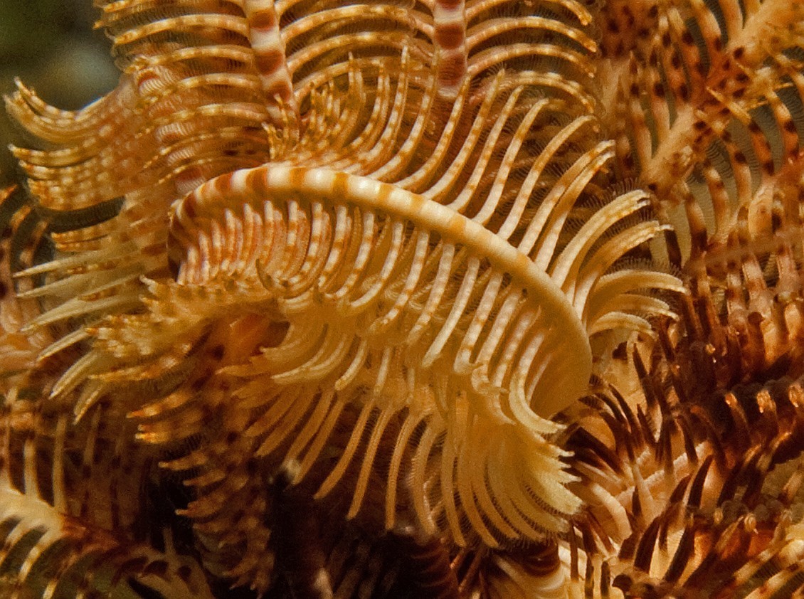 Crinoid