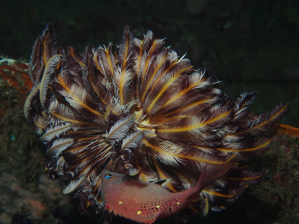 Crinoid