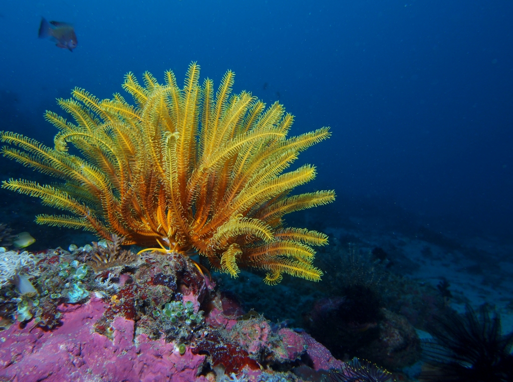 Crinoid