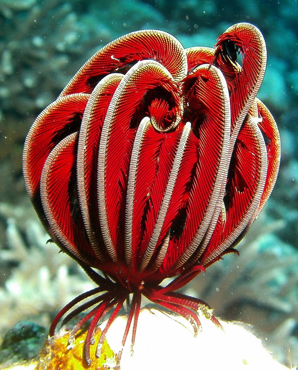 Crinoid