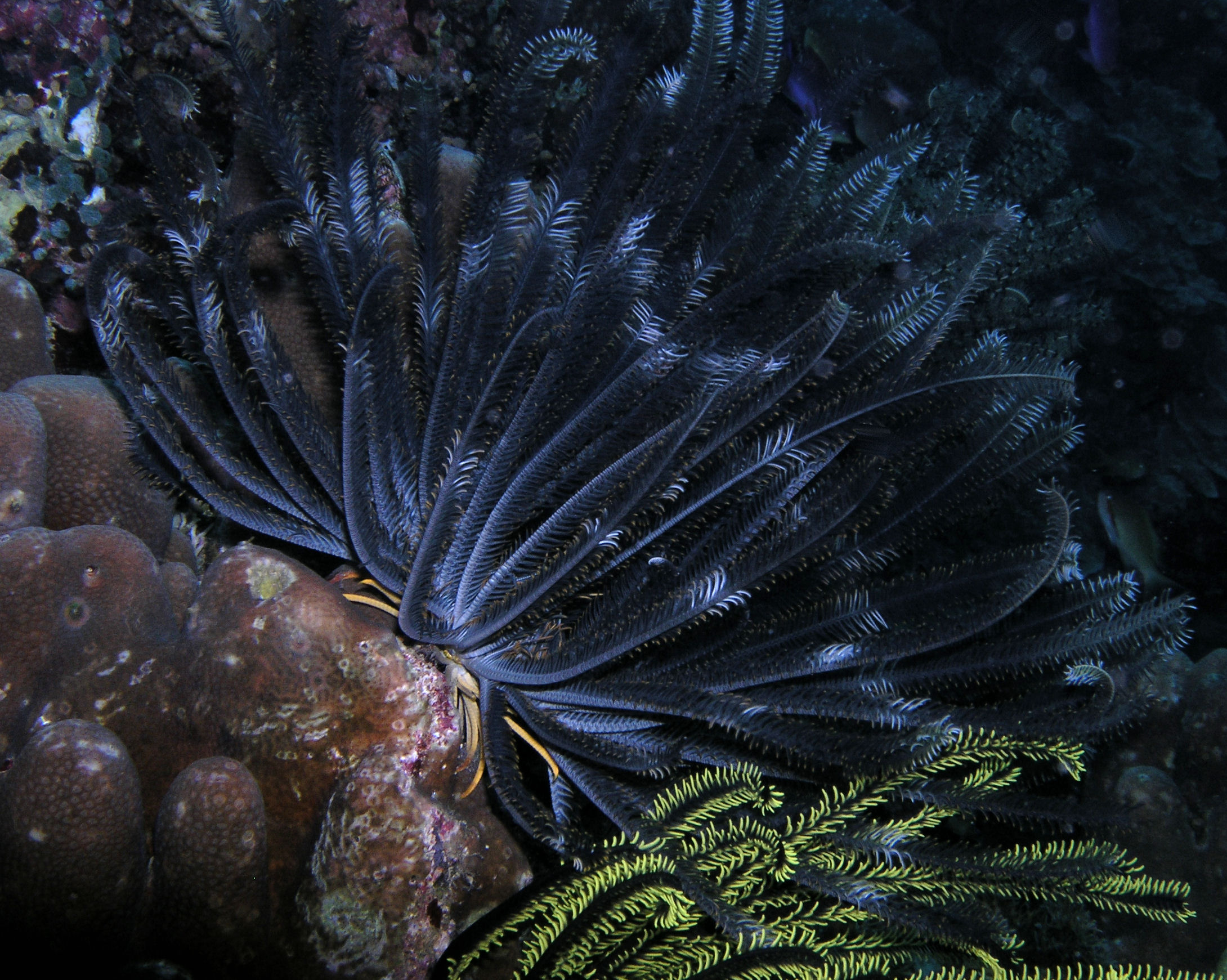 Crinoid