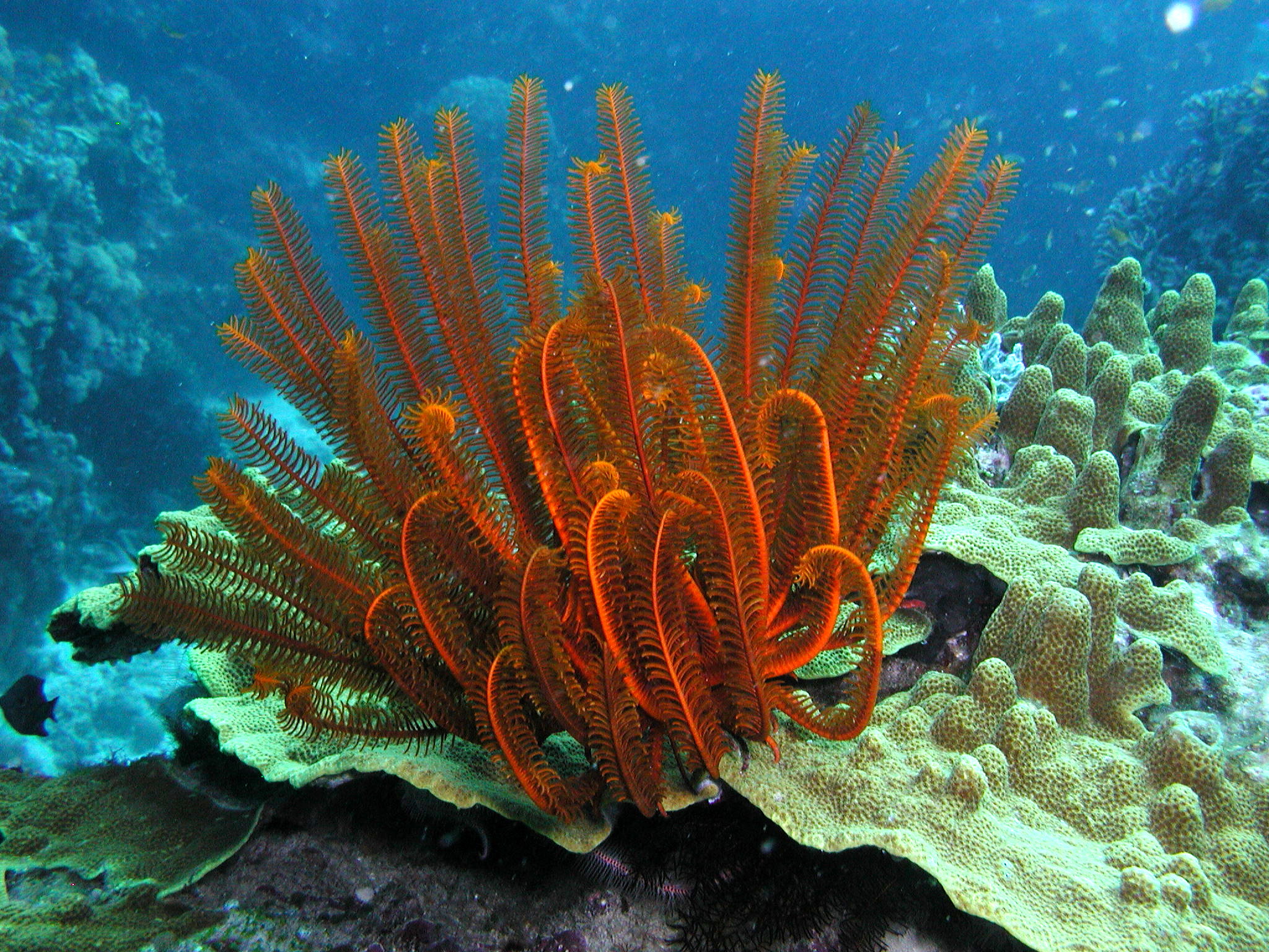 Crinoid