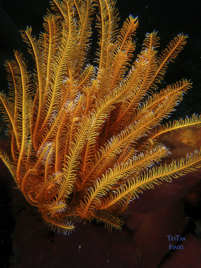 crinoid1